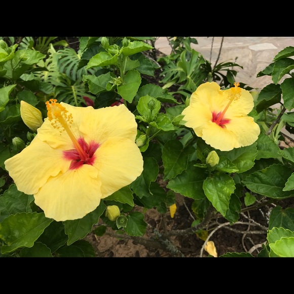 Meet your Posher, Ricky - Picture 2 of 2